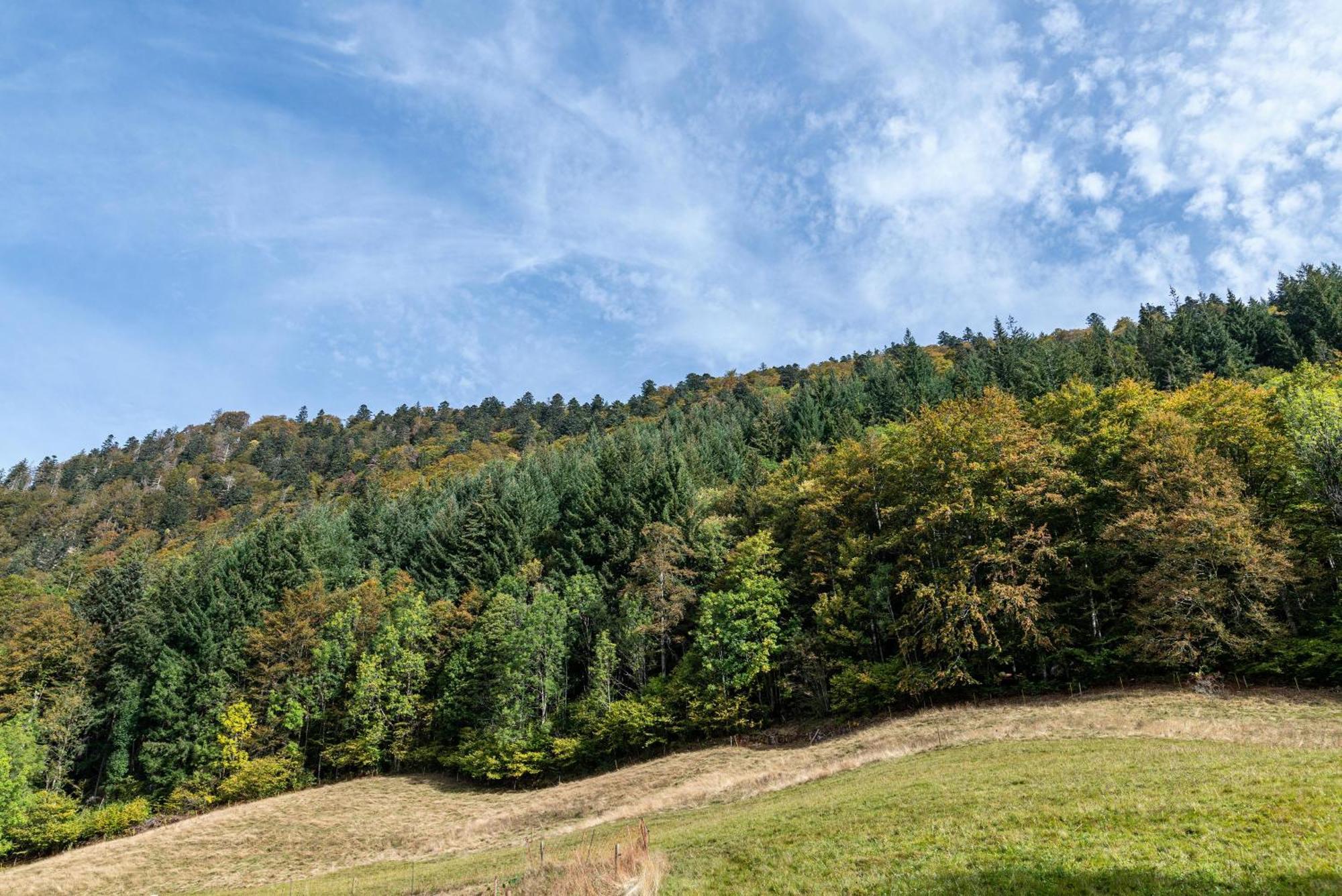 Gasthaus Zur Linde- Napf Oberried  Εξωτερικό φωτογραφία